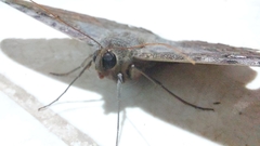 Ascalapha odorata