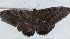 Ascalapha odorata