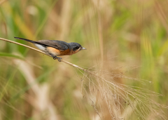Symposiachrus trivirgatus