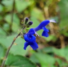 Salvia sagittata