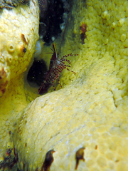 Rhynchocinetes typus