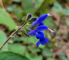 Salvia sagittata