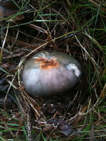 Russula cyanoxantha image