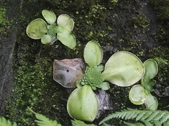 Pinguicula moranensis