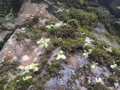 Pinguicula moranensis