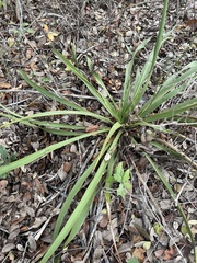 Yucca rupicola