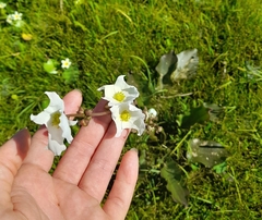 Echinodorus longiscapus