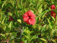 Chrysuronia versicolor