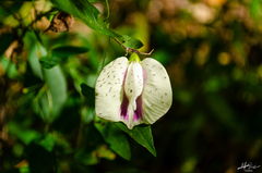 Centrosema pubescens