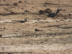 Gallinula chloropus meridionalis
