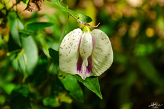 Centrosema pubescens