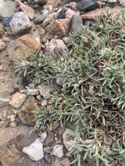 Astragalus kentrophyta