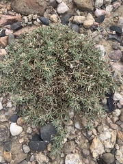 Astragalus kentrophyta