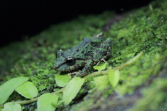 Pristimantis turpinorum