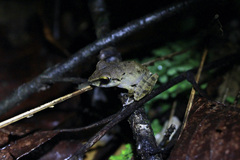 Pristimantis charlottevillensis