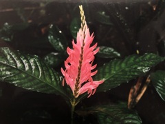 Aphelandra