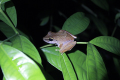 Pristimantis charlottevillensis