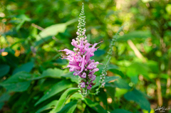 Salvia iodantha