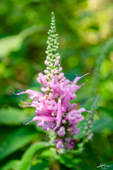Salvia iodantha