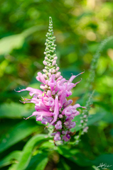 Salvia iodantha