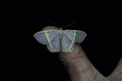 Phrygionis privignaria