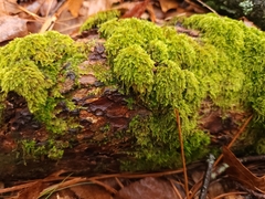Hypnum circinale