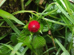 Potentilla indica