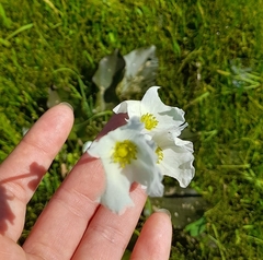 Echinodorus longiscapus