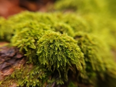 Hypnum circinale
