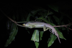 Anolis richardii