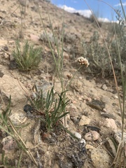 Eriogonum exilifolium