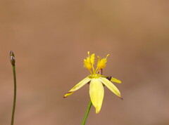 Tricoryne elatior