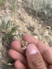 Eriogonum exilifolium