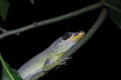 Anolis richardii