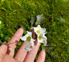 Echinodorus longiscapus