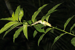 Anolis richardii