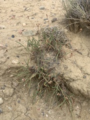 Eriogonum exilifolium