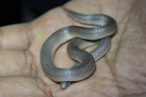 Three-lined Ground Snake