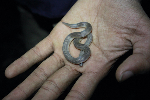 Three-lined Ground Snake