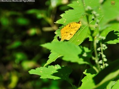 Abaeis salome jamapa