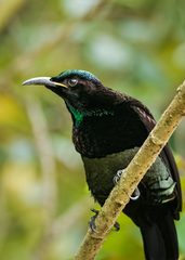 Ptiloris victoriae