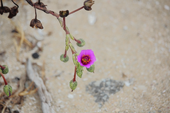 Cistanthe philhershkovitziana