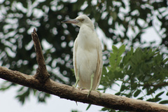 Bubulcus ibis