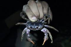 Gecarcinus lateralis