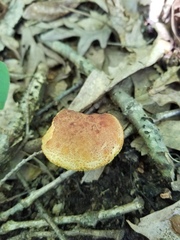 Xerocomus illudens