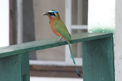 Momotus bahamensis