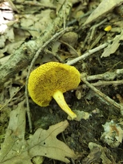 Xerocomus illudens