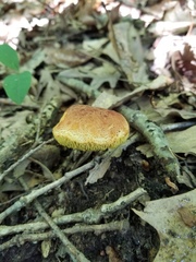 Xerocomus illudens