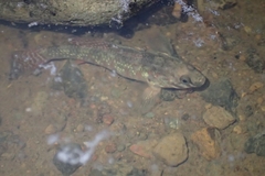 Gobiomorphus huttoni