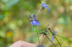 Salvia lasiocephala